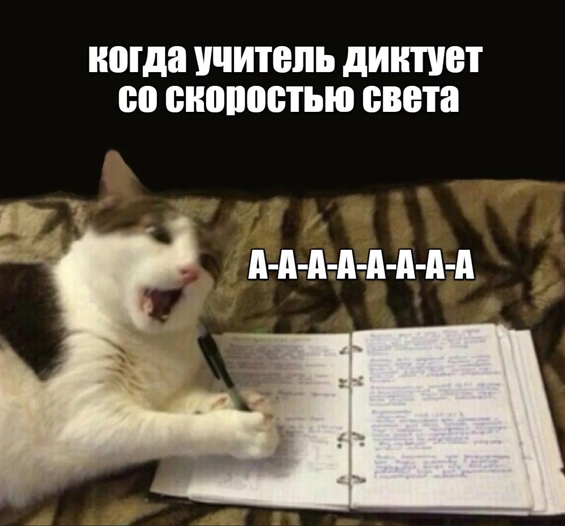 Где написал кот. Котики и математика. кот пишет. математические мемы котики. кот пишет мем.