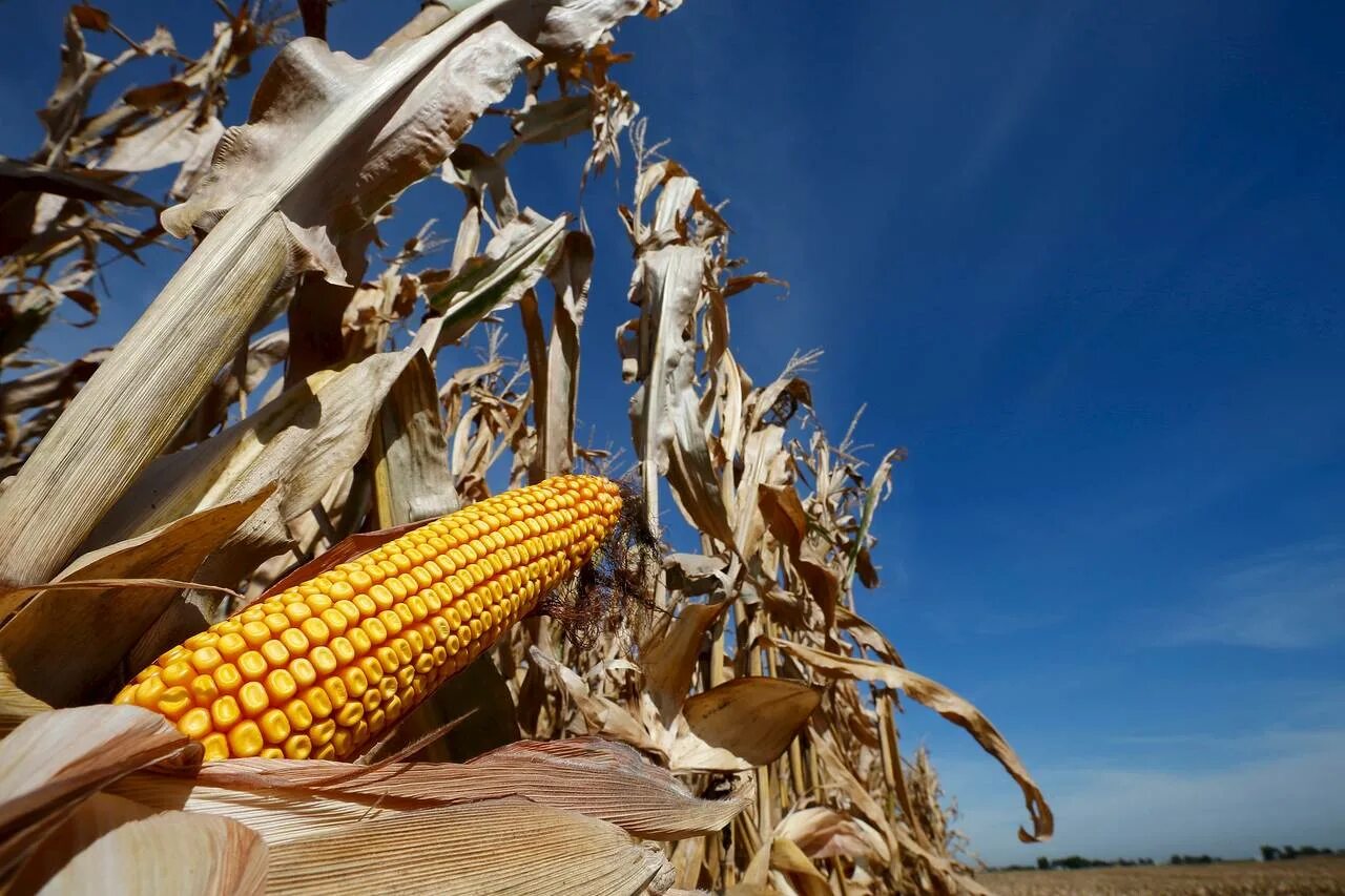 Tipos de maíz Corn seed, Corn, Organic gardening tips