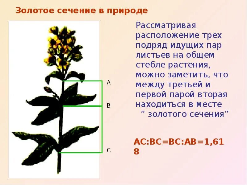 Золотое сечение лист. Золотое сечение в природе. золотое сечение в природе растения. золотое сечение в природе примеры. стебель растения золотое сечение.