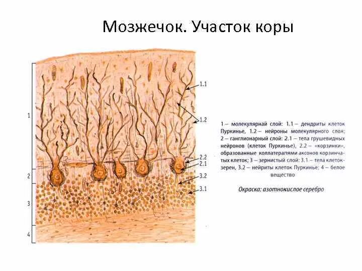 Ткань мозжечка. Мозжечок гистология препарат.