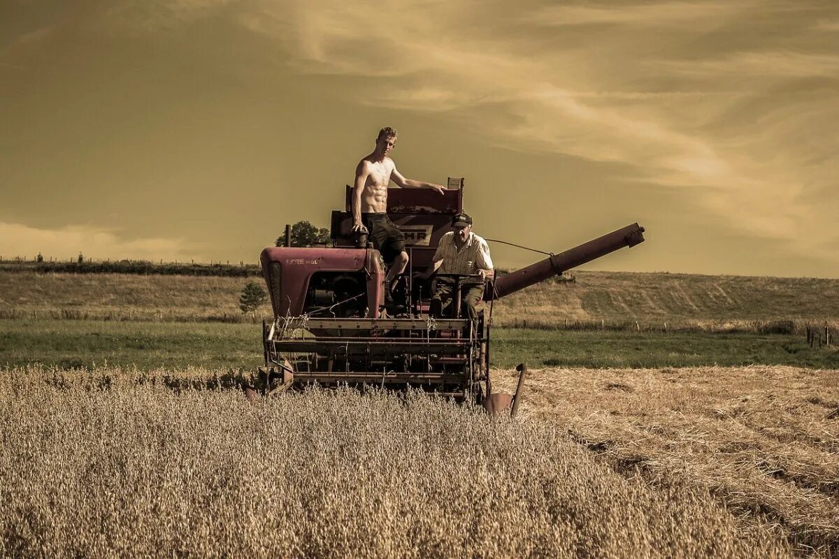 Комбайнеры собирают урожай. Комбайн Harvest. Сбор урожая. Комбайн в поле. Уборка пшеницы.