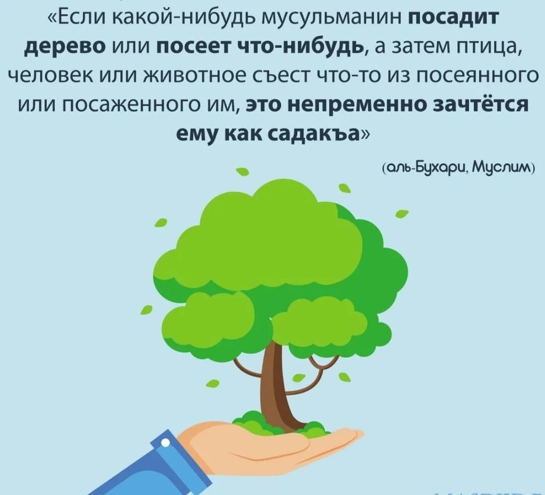 Хадис про дерево. Мусульманское дерево. Посади дерево высказывания. Посадил дерево цитаты. Песня я посадил дерево