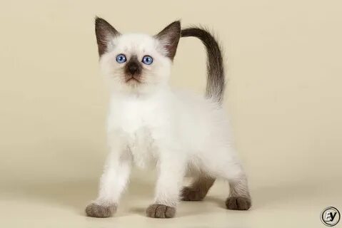 Питомник тайских кошек