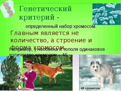 Критерии медведя