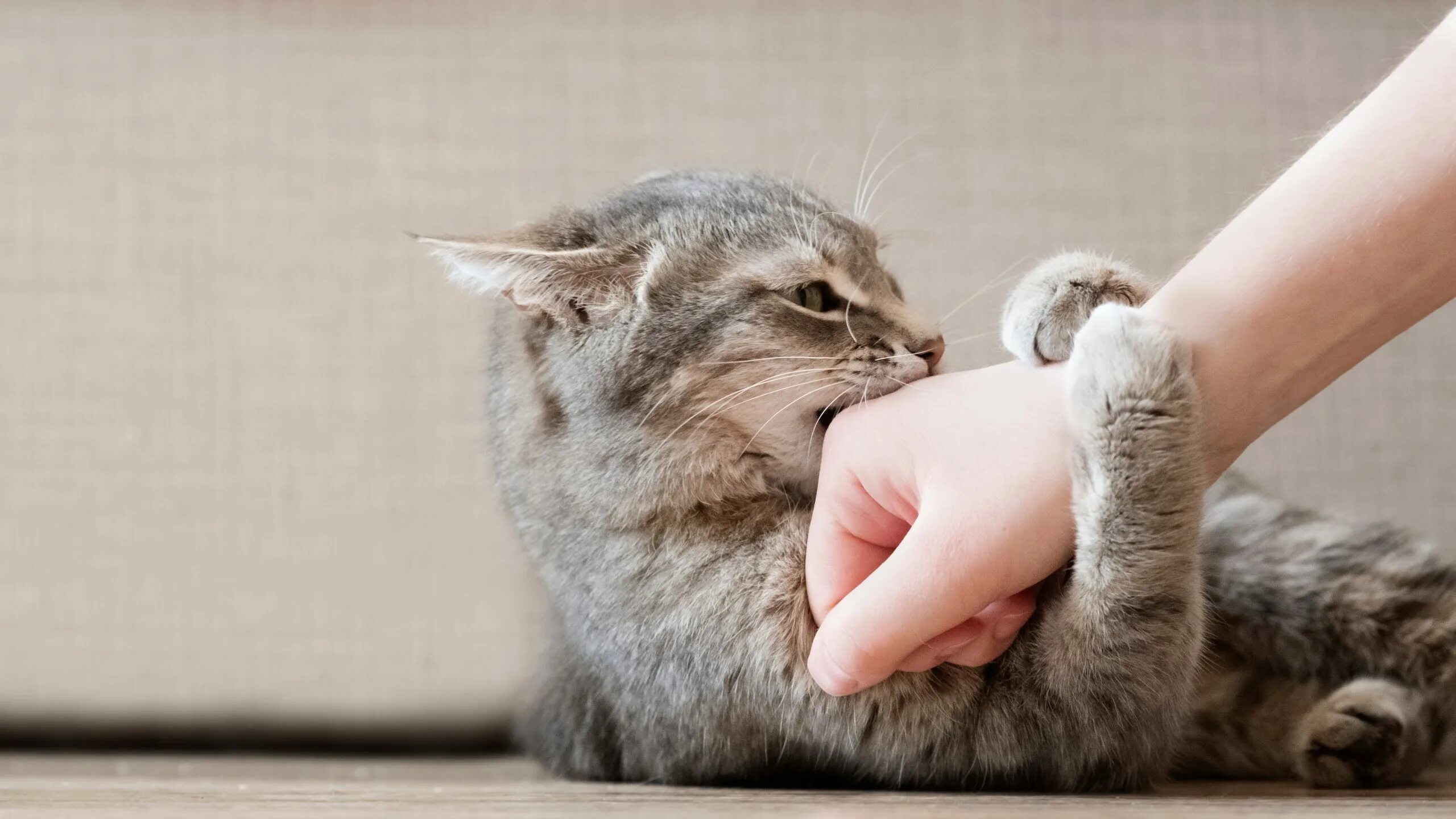 Как отучить котенка кусаться за ноги