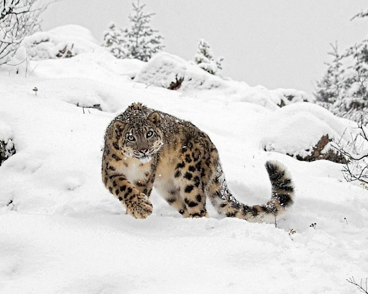 На какую длину способен прыгнуть снежный барс. Снежный Барс в Гималаях. Ирбис и леопард. Снежный Барс и леопард. Снежный Барс Ирбис фото.