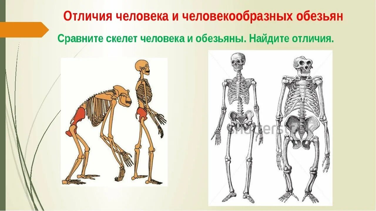 Различие между человеком и человекообразной обезьяной. Строение человекообразных обезьян. Сравнение скелета человека и человекообразной обезьяны. Строение скелета человека и человекообразных обезьян. Отличие человека от человекообразных обезьян.