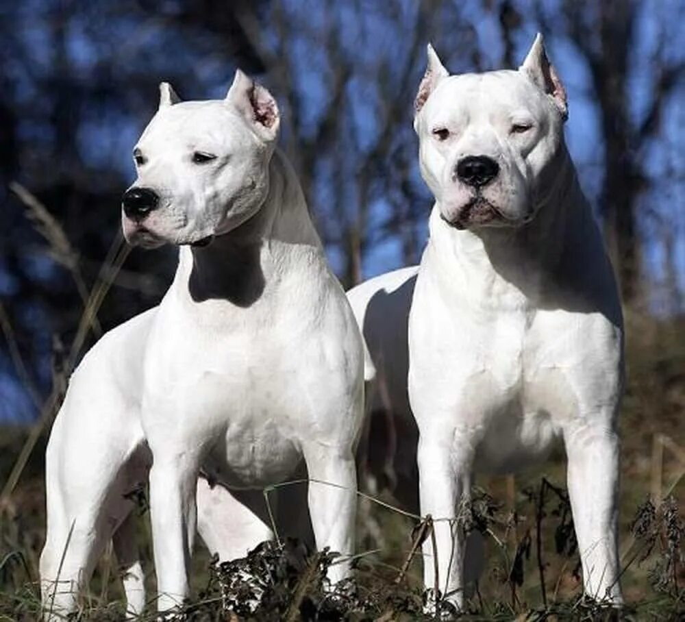 Датский дог гибсон. Dog рџђ. Порода английский мастиф. Dog рџђ. Интересные породы собак.