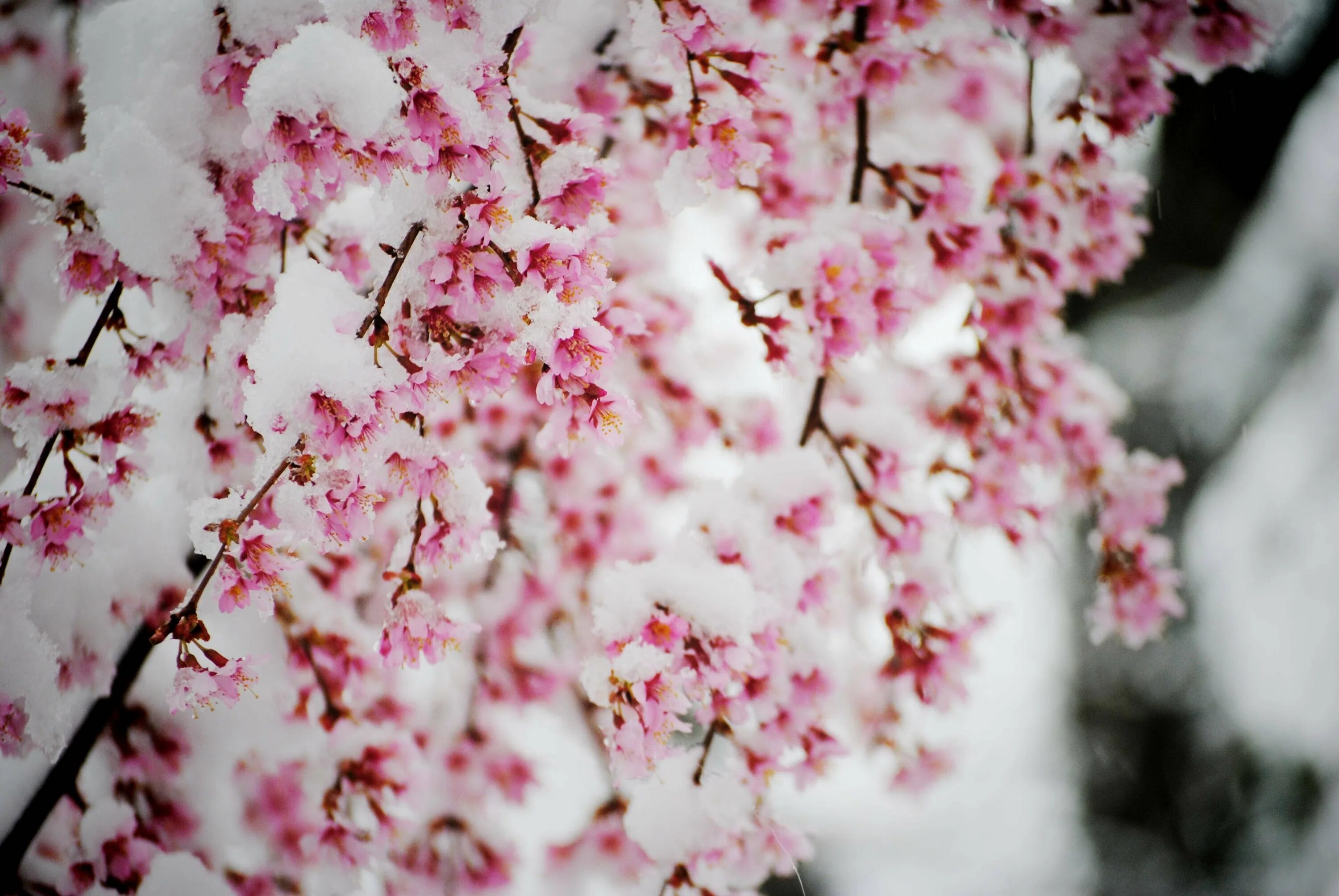 Цветы умэ японская слива зимой. Красивое дерево. Винтер сакура. Дерево цветущее зимой. Цветущие ветви в снегу.