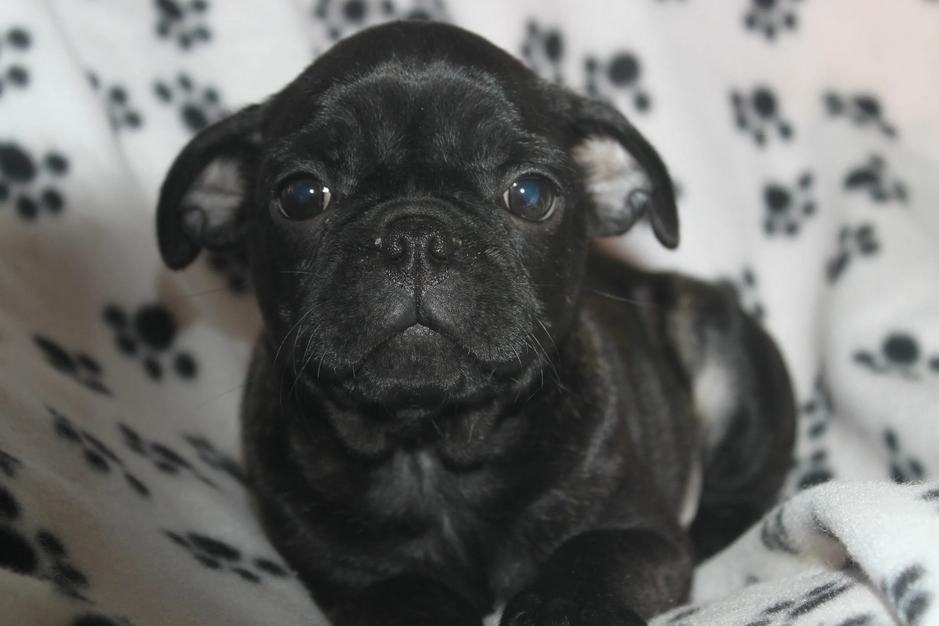 Смесь бостон терьера и мопса. Мопс бостон. Мопсо тема. Мопстерьер мопстерьер мопстерьер. Бостон терьер и мопс метис.