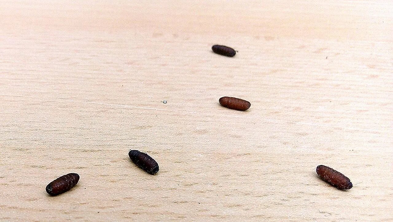 Мелкие коричневые жучки 3мм. Квартирные жучки коричневые. Мелкие коричневые жучки 3мм. Жук кожеед на подоконнике маленький. Коричневой черные жучки.