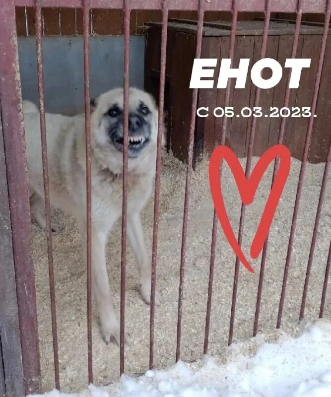 собака в хорошие руки. потеряшки питера. лада потеряшка в спб. дворняжка короткошерстная чёрная. потеряшки питера.