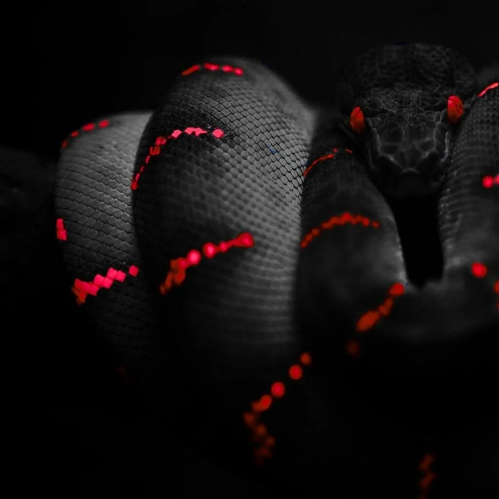Snake x. Черные змеи Геншин. Черная змея с красными глазами. Красно черная змея. Черно красные змеи.