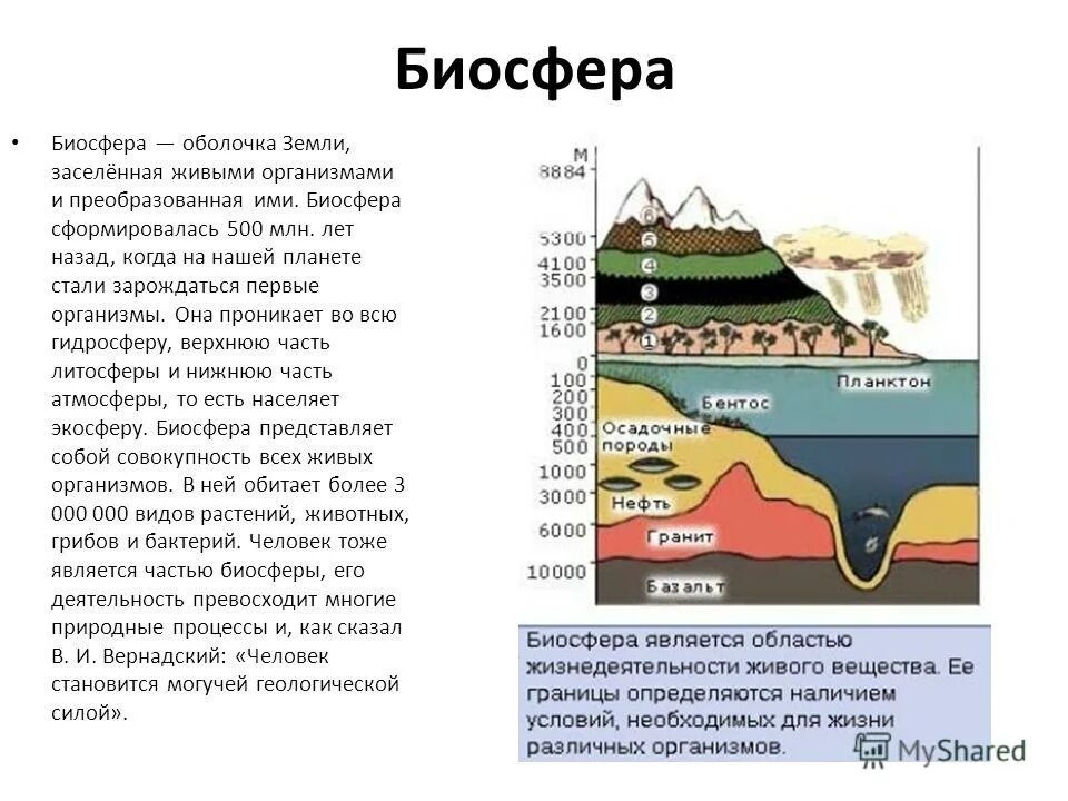 Какая оболочка земли заселенная живыми организмами. Биосфера земли. Живая оболочка земли. Биосфера земная оболочка земли. Биосфера земная оболочка.