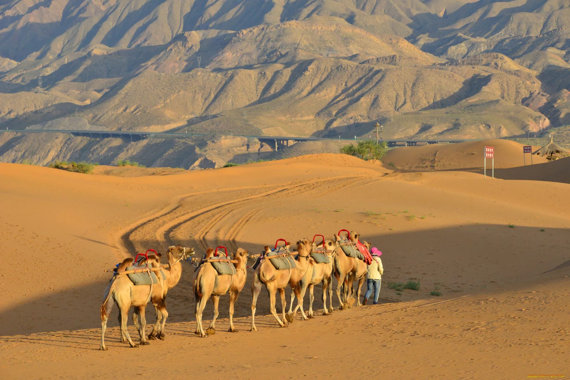 Большой караван. Верблюд Караван пустыни. Караван верблюдов в пустыне. Караван с верблюдами в пустыне. Караван бактрианов.
