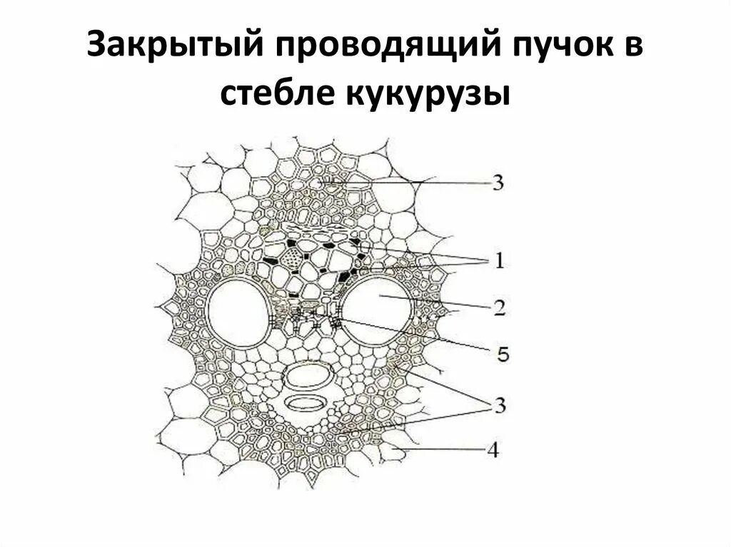 Проводящий пучок однодольного растения. Коллатеральный закрытый проводящий пучок стебля кукурузы. Сосудисто волокнистые пучки стебля кукурузы. Поперечный разрез стебля кукурузы. Коллатеральный закрытый проводящий пучок стебля кукурузы рисунок.