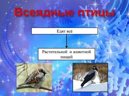 Всеядные птицы