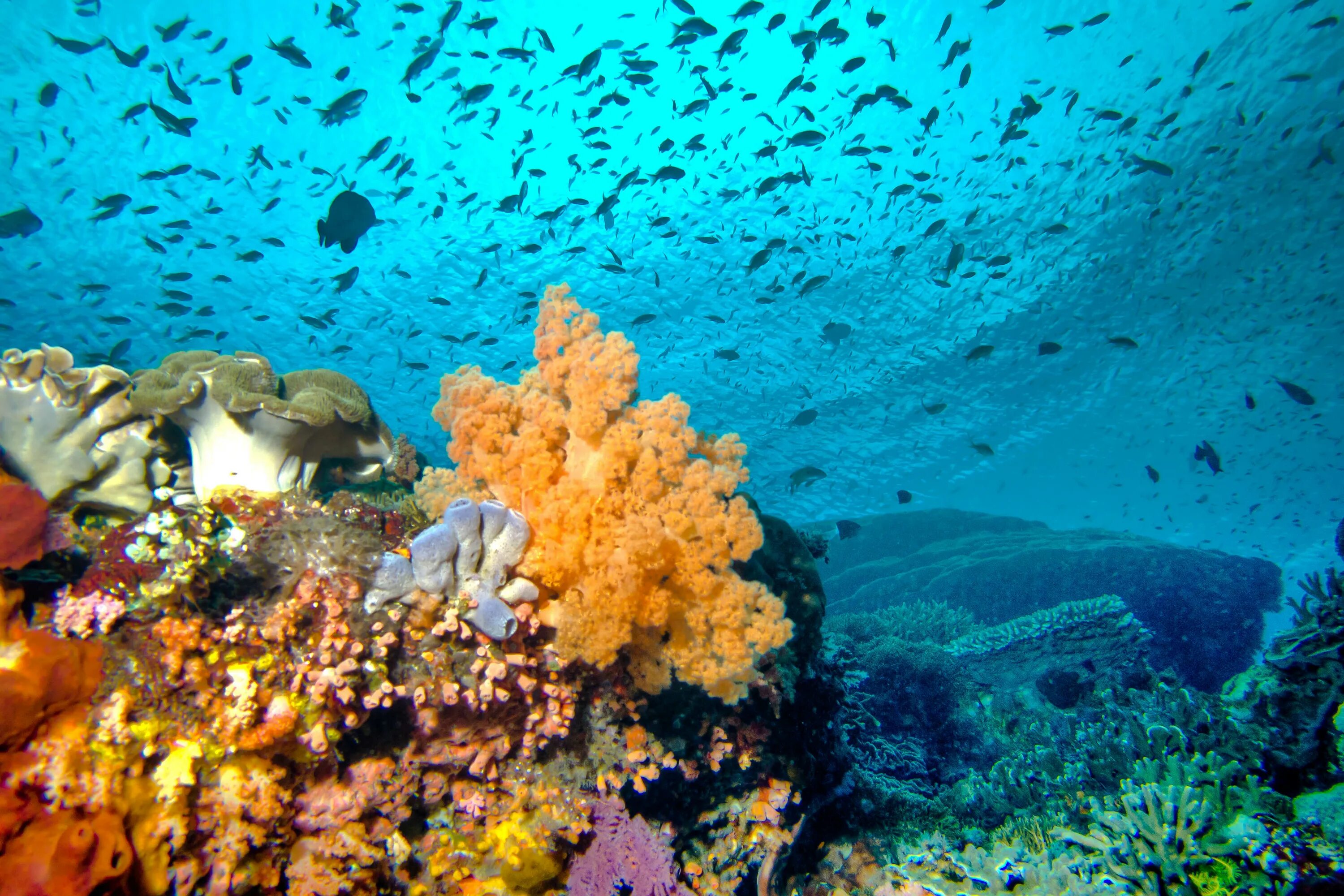 Coral reef s. Коралловый риф Турция. Марса Алам дайвинг. Рифы в Турции. Подводный риф Марса Алам.