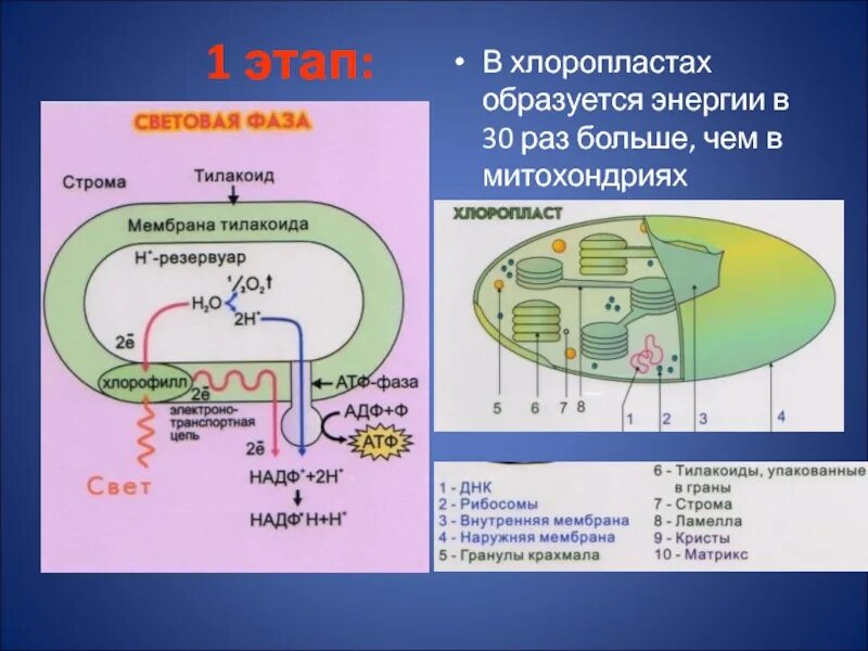 Атф образуется в хлоропластах