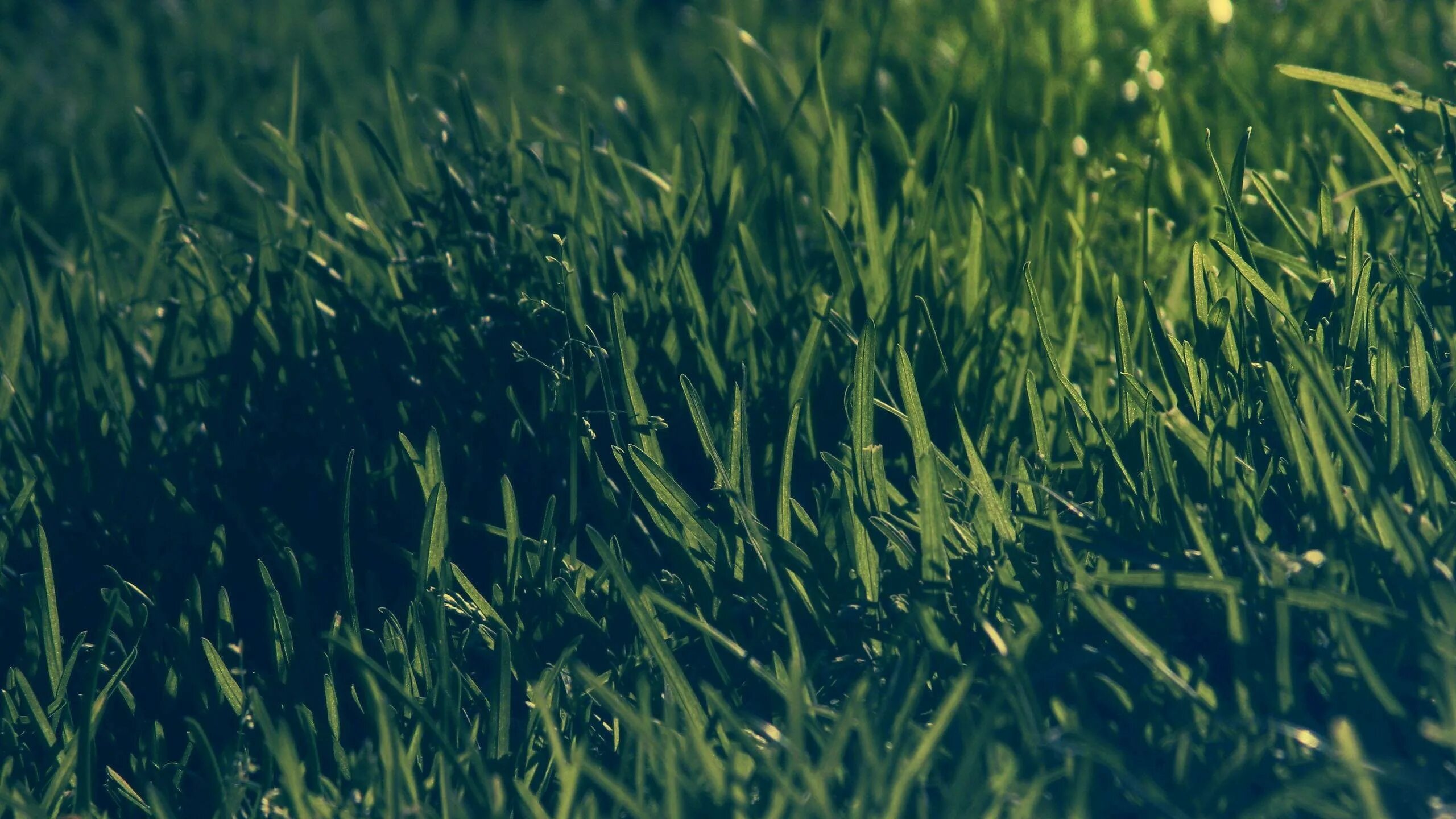 Земля с травой. Текстура земли с травой. Трава сверху. Травы темных земель. Газон текстура.