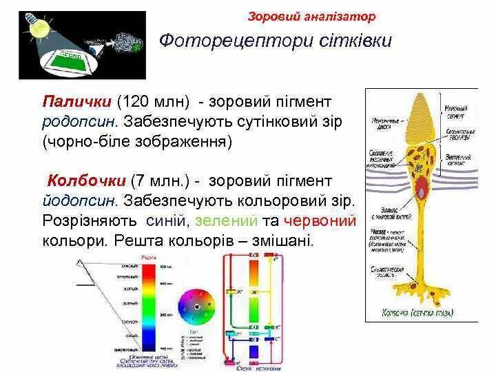 Пигмент йодопсин. Спектр поглощения колбочек. Родопсин и йодопсин функции. Пигменты палочек и колбочек. Йодопсин в колбочках.