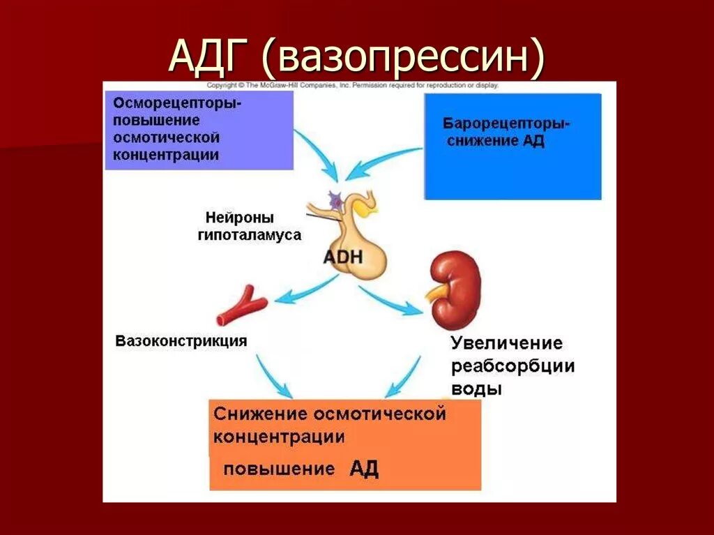 V1 и v2 рецепторы вазопрессина. Антидиуретический гормон регуляция синтеза. Механизм действия антидиуретического гормона. Механизм влияния вазопрессина на память. Схема действия вазопрессина.