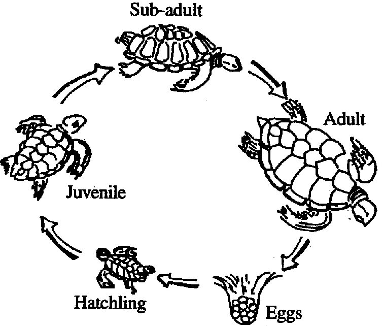 Цикл развития рептилий. Пресмыкающиеся жизненный цикл. Размножение черепах схема. Жизненный цикл черепахи красноухой.
