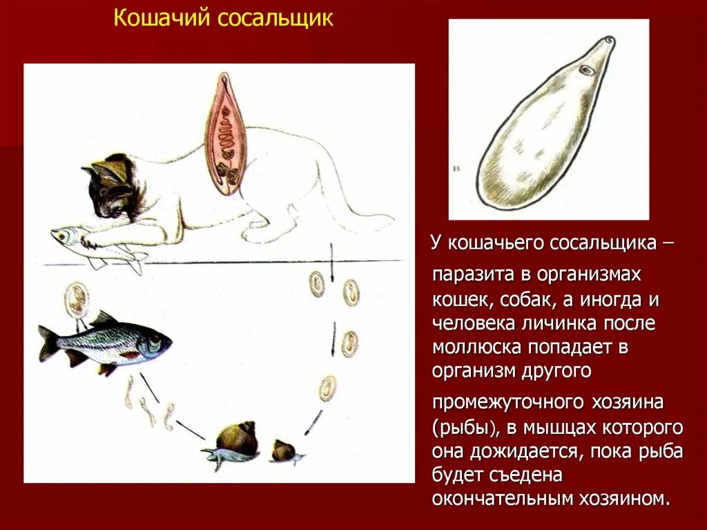 Кошачья двуустка какое развитие. Жизненный цикл Сибирского сосальщика. Печеночный сосальщик пути заражения. Жизненный цикл кошачьего сосальщика. Кошачий, Сибирский сосальщик жизненный цикл.