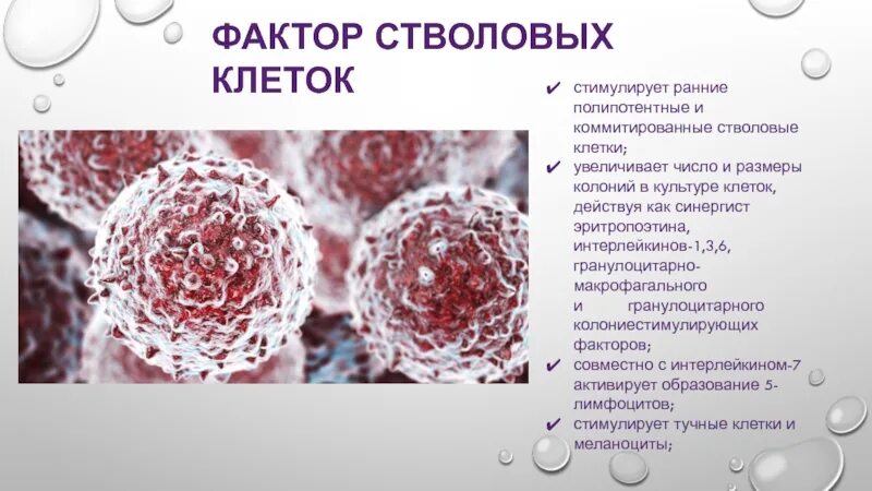 Полипотентные мезенхимальные стволовые клетки. Гемопоэтическая стволовая клетка. Классификация стволовых клеток. Гемопоэтические факторы.