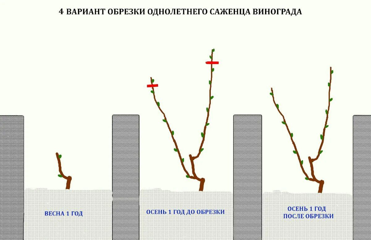 Высота саженца розы 10 см какой высоты. Схема правильной обрезки винограда. Обрезка однолетнего винограда. Схема обрезки винограда весной. Схема подрезки винограда.