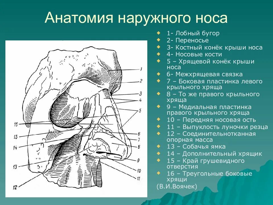 Строение наружного носа. Строение костей носа и пазух. Носовая кость анатомия топография. Строение наружного носа и полости носа. Носовая полость схема.