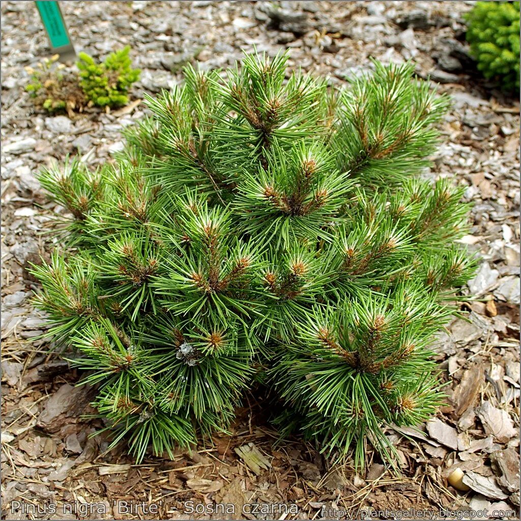 Сосна нигра описание. Сосна Pinus Sylvestris Frensham. Pinus nigra 'Hornibrookiana'. Сосна Тунберга Баншошо. Сосна черная Hornibrookiana.