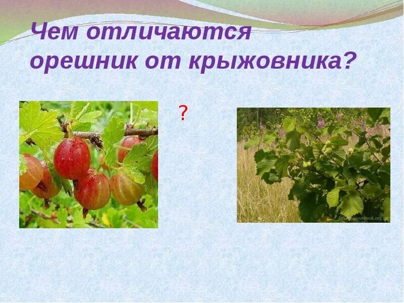 Какой кустарник является культурным орешник смородина. Крыжовник культурное растение или дикорастущее. орешник культурное или дикорастущее. дикорастущие растения орешник. крыжовник это дикорастущее или культурное.