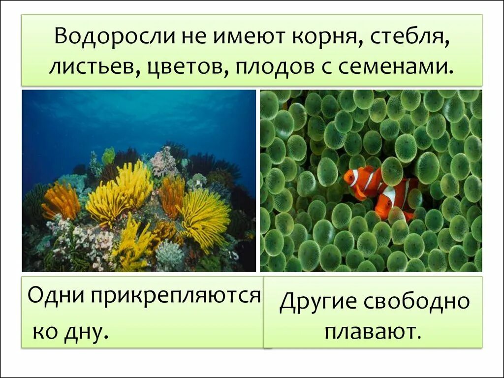 Разнообразие растений 6. Разнообразие растений водоросли. тема водоросли для 3 класса. водоросли не имеют. водоросли презентация 3 класс.