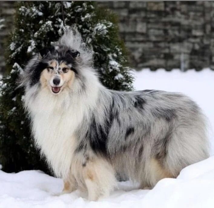 колли мраморная. шотландская овчарка колли мраморный. колли мрамор. колли длинношерстный мраморный. шотландская овчарка колли мраморный.