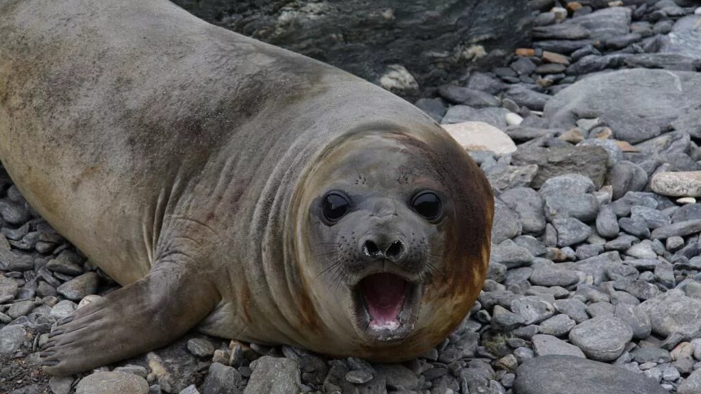 Ластоногие тюлени. Спящие тюлени. Увидеть морского котика. Тюлень нерпа. Увидеть морского котика.