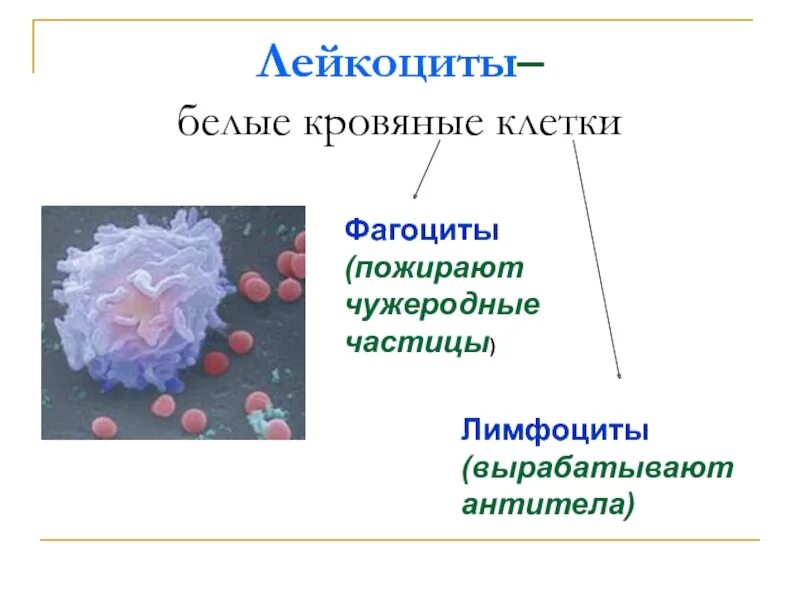 Функция фагоцитов лейкоцитов лимфоцитов. Эритроциты фагоциты лейкоциты. Лейкоциты и фагоциты в иммунитете. Фагоциты лимфоциты антитела.