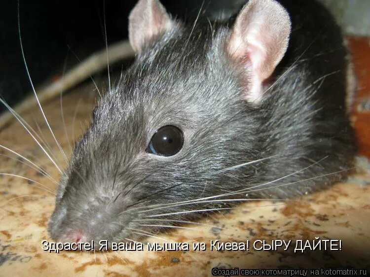 Очень милые крыски. Вашу мышь. Обои с крысами. Милый крысенок. Мышь.