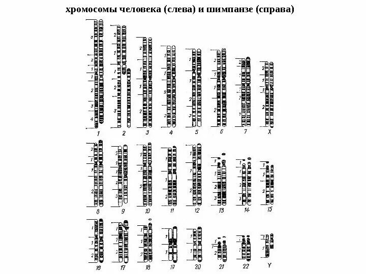 Сколько хромосом в яйцеклетках шимпанзе. Сравнение хромосом человека и шимпанзе таблица. Хромосомы человека и шимпанзе. Кариотип человека и шимпанзе. Хромосомные наборы человека и шимпанзе.