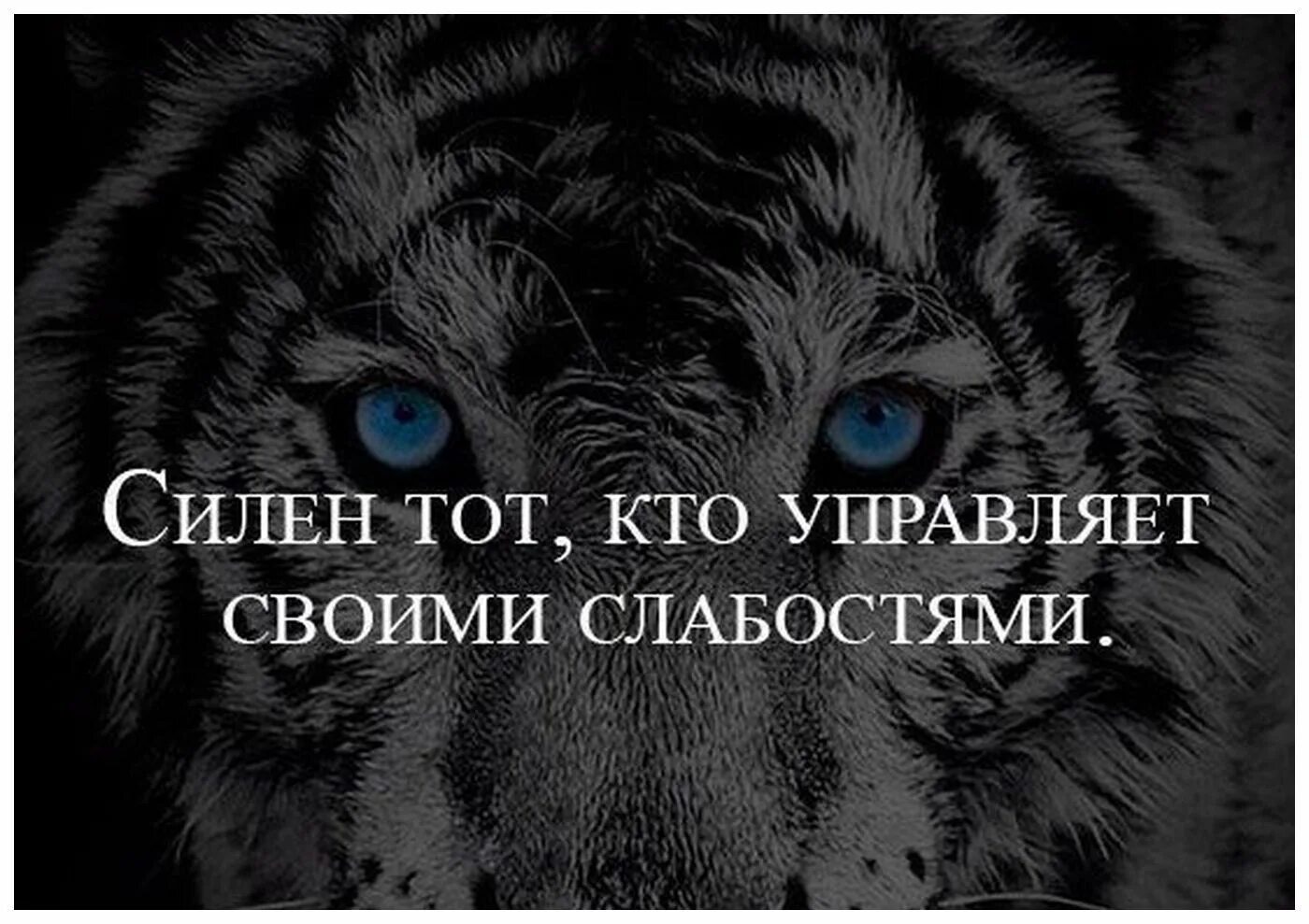 Кто силен тот и. Управлять своими слабостями. Цитаты одной улыбкой поднял с колен. Футболка kategorie c. Омар хайям высказывания.
