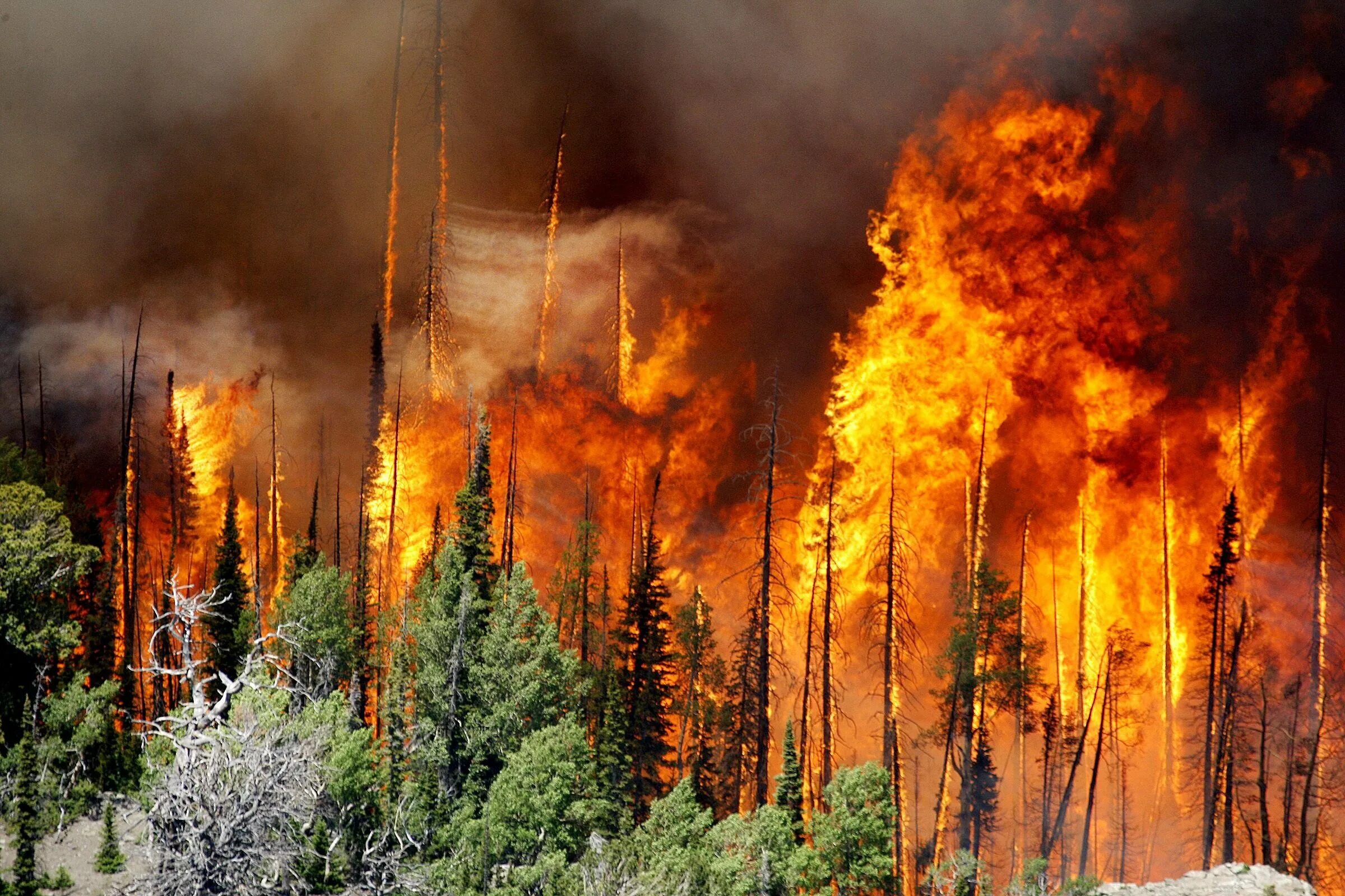 Почему много пожаров. Лесные и торфяные пожары. Природные пожары торфяные. Пожар леса. Верховой пожар.