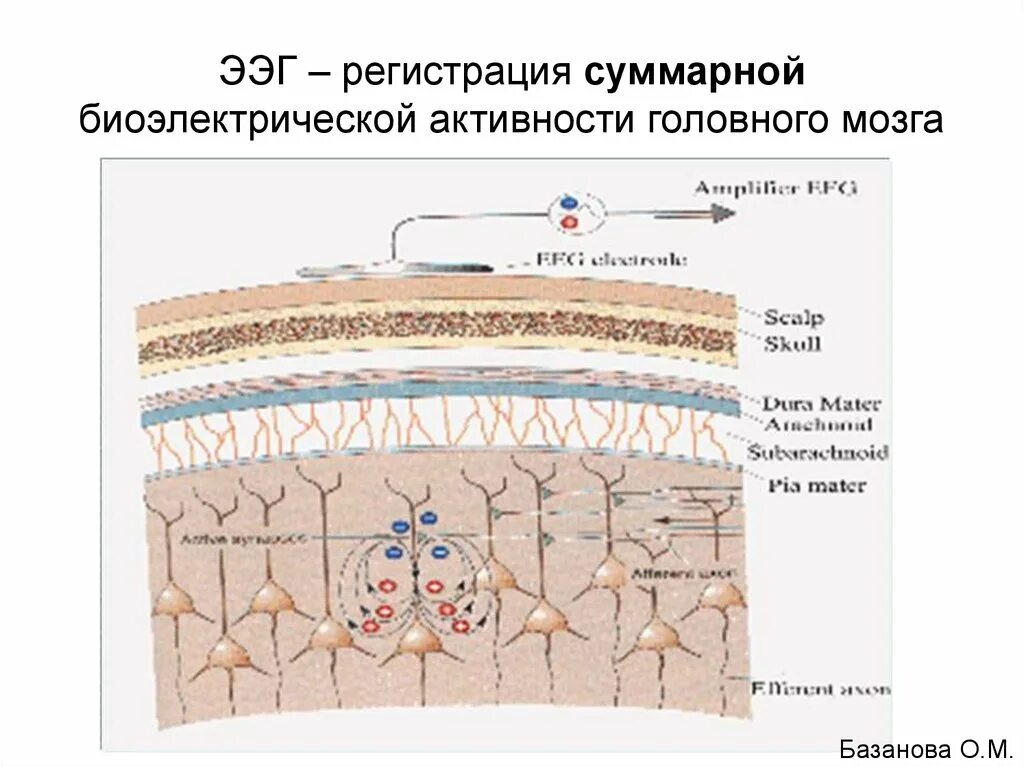 Умеренные изменения бэа мозга. Биоэлектрическая активность головного мозга. БЭА головного мозга. Типы биоэлектрической активности мозга. Биоэлектрическая активность коры больших полушарий.