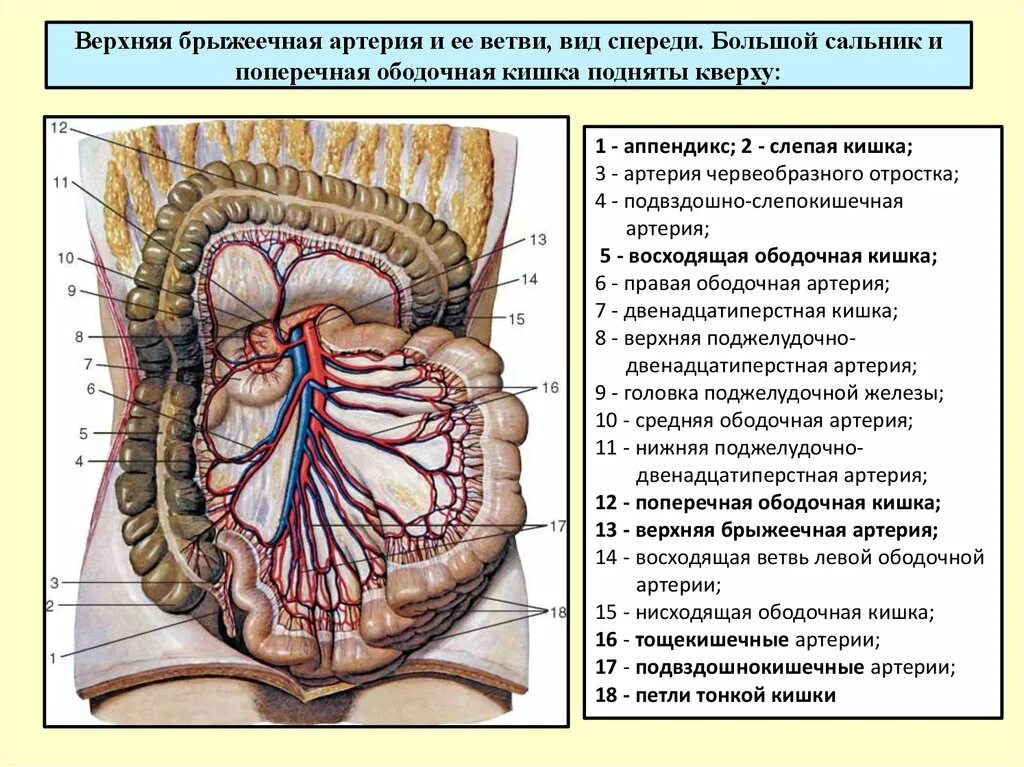 Верхняя часть толстая. Нижняя брыжеечная артерия. Ветви верхней брыжеечной артерии кровоснабжающие тонкую кишку. Верхняя брыжеечная артерия анатомия. Брыжеечная тонкая кишка.