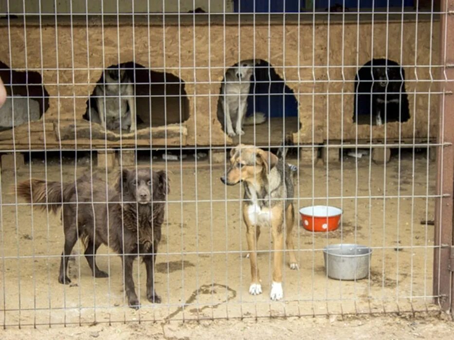 Святобор шахты приют для животных. Приют животных в эстонии. Шахты святобор. Приют для диких кошек. Приют для животных шахты.