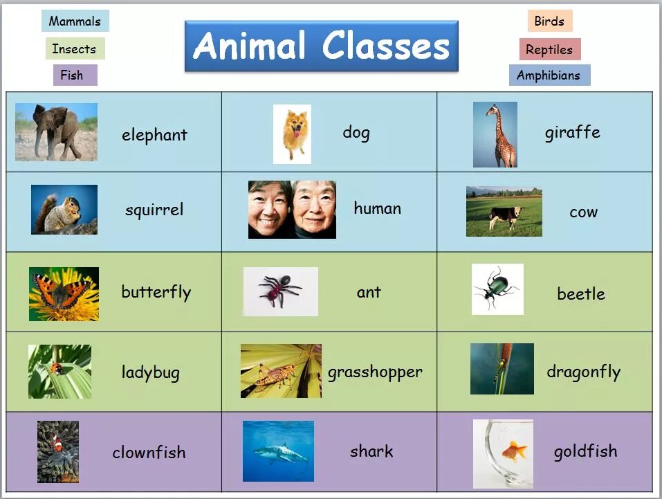 Class animals. Classes of animals. classification of animals. classify the animals insects. family of animals classification.