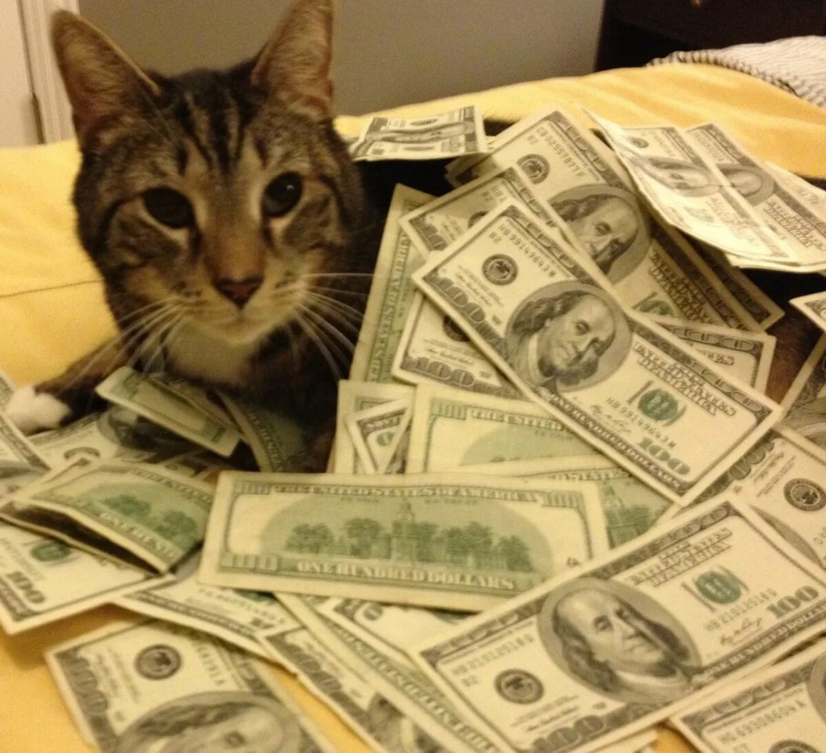 Casino cat official money cat fun. Денежный котик. Богатый кот. Коты с деньгами. Кот Бакс.