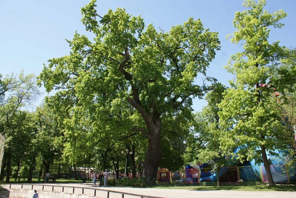 парк горького краснодар дуб. краснодар дубы. краснодар дубы. краснодар дубы. краснодар дубы.