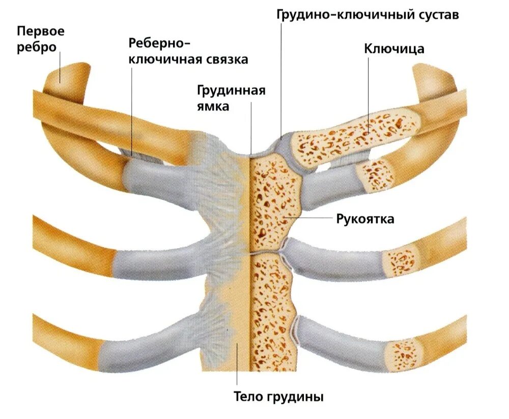 Соединение между ребрами