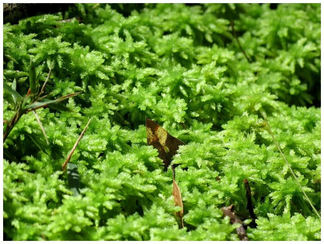 риелла мох. мох калимантан. бридский мох. мох арчер. мох сфагнум.