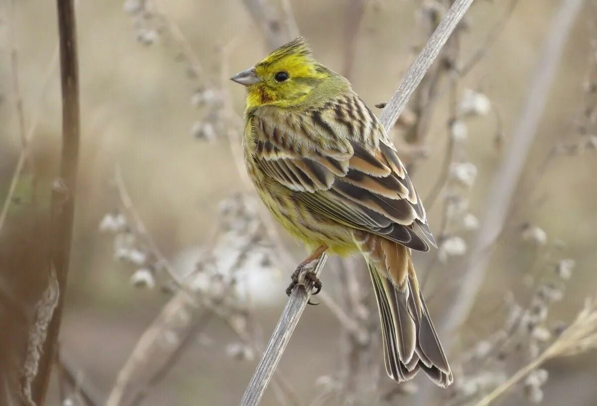 Желтая птица похожая на воробья. Emberiza citrinella. Обыкновенная овсянка. Овсянка обыкновенная птичка. Emberiza citrinella птица.